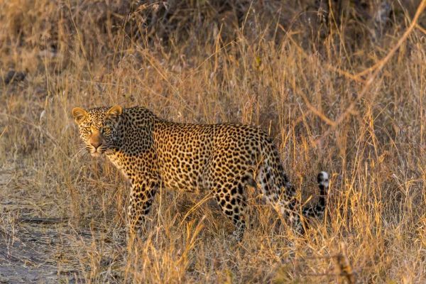 South Africa, Wary leopard in grass
